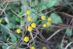 Spilanthes paniculata
